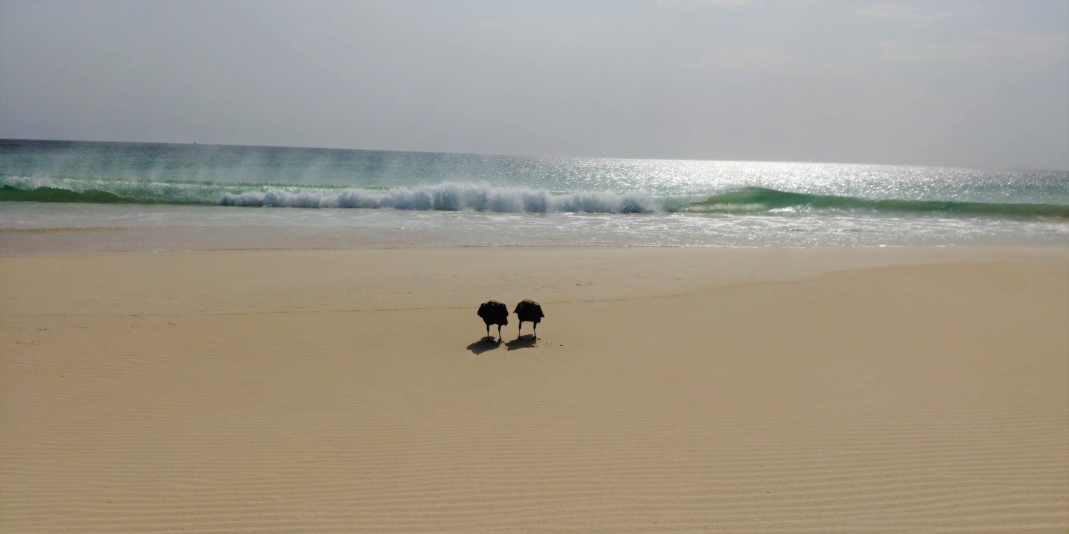 Cabo Raves The Raven’s route. Out of the common paths in Boa Vista, Cabo Verde