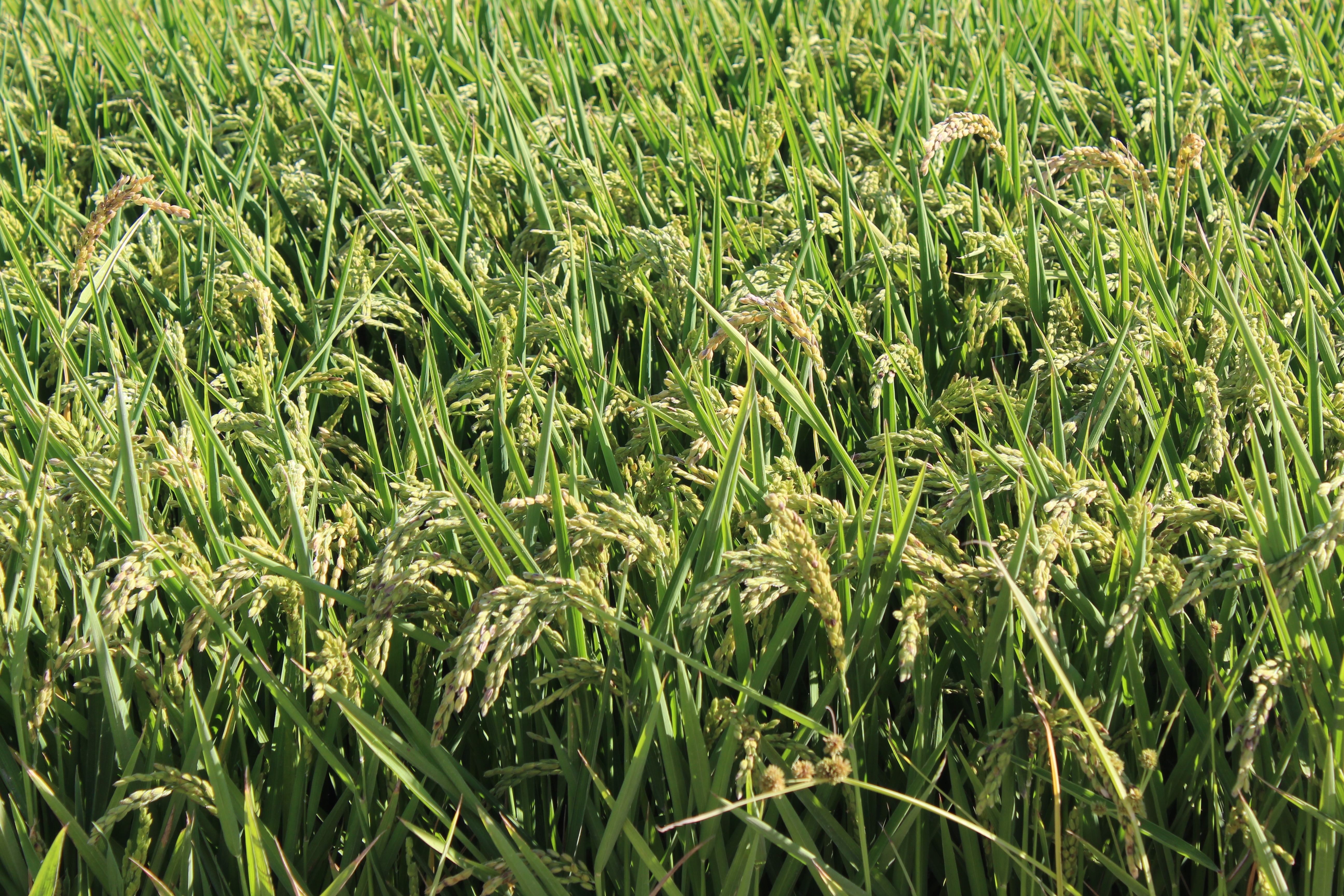 Rice fields in Albufera de Valencia